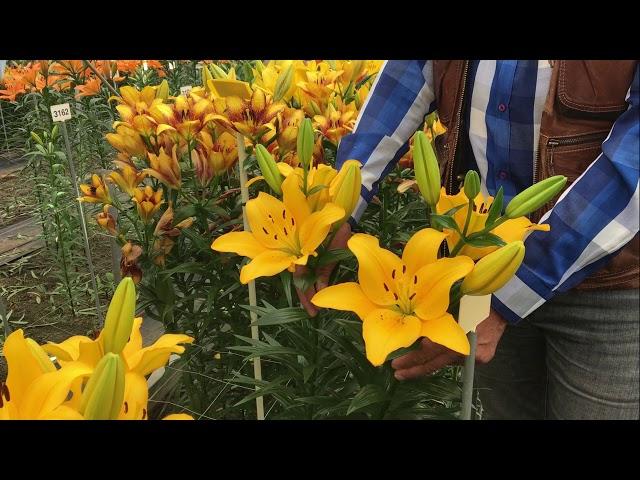 (LA) Lentella @Van den Bos Test Greenhouse