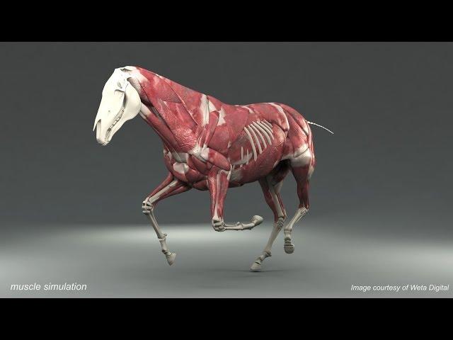 Weta Digital Horse FEM Simulation