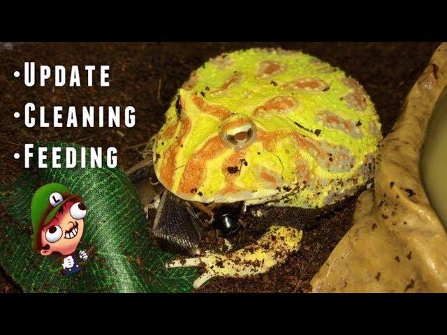 Pacman Frog UPDATE ~ Cleaning and Feeding !!!