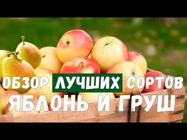 Дегустация яблок и груш. Лучшие сорта яблонь и груш для средней полосы России.