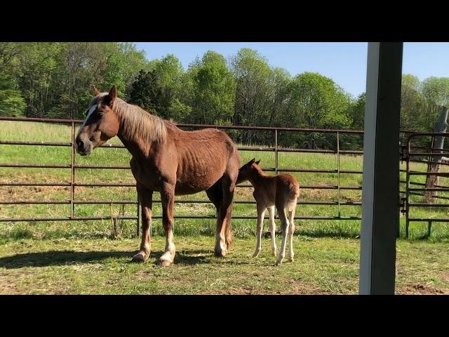 Belgian Draft horse and 2 day old foal saved from almost being shipped to slaughter update - Ep.59