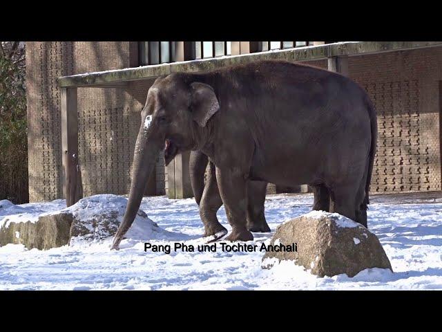 Drei asiatische Elefanten - Damen im Schnee am 12 02 2021 im Zoo Berlin