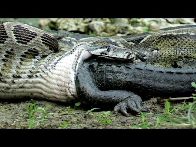 Python eats Alligator 02, Time Lapse Speed x6