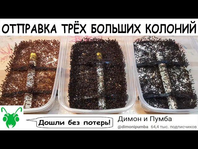 Отправка 5000 муравьёв! Pogonomyrmex barbatus, messor barbarus, messor capitatus!