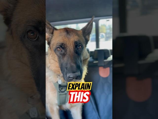 GSD vs Husky: Zero Truck Etiquette. German Shepherd confidence, Husky indifference #funnydog #gsd