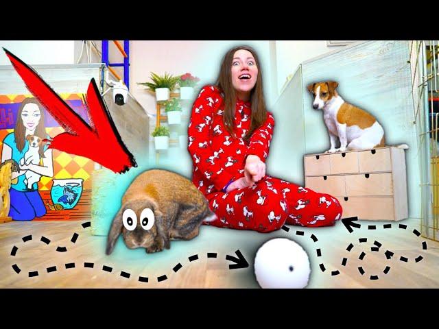 ПИТОМЦЫ ИГРАЮТ в Безумный Мяч - Кролик и Собака | Elli Di Pets