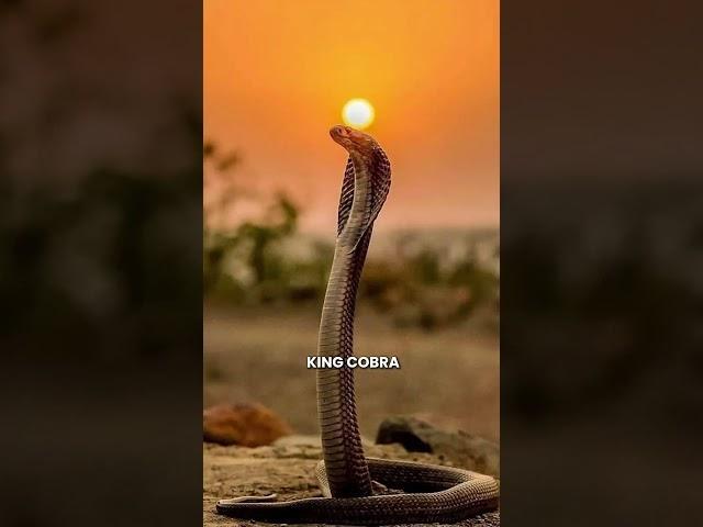 MUST WATCH  Prophet Angel encounters a king cobra and this happens ‍️