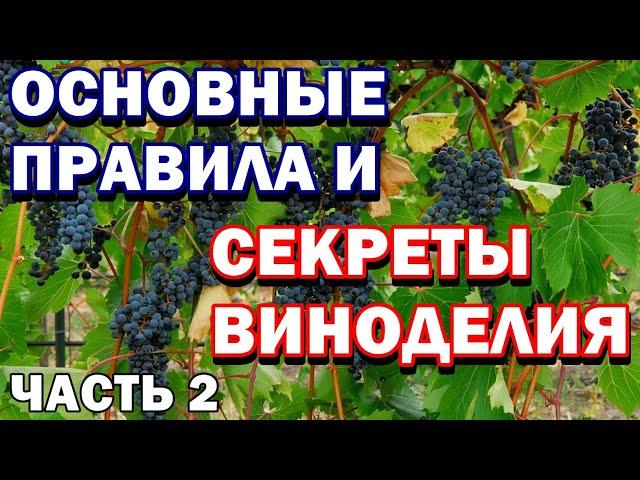 Как сделать домашнее вино - Квартирное вино - Основные ошибки - Важные секреты - Часть 2