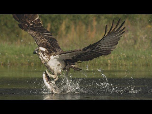 An osprey fishing in spectacular super slow motion | Highlands - Scotland's Wild Heart