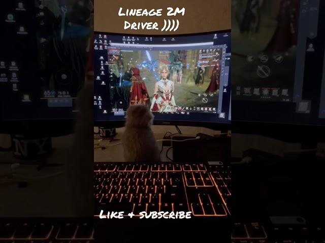 Lineage 2M драйвер коте ))