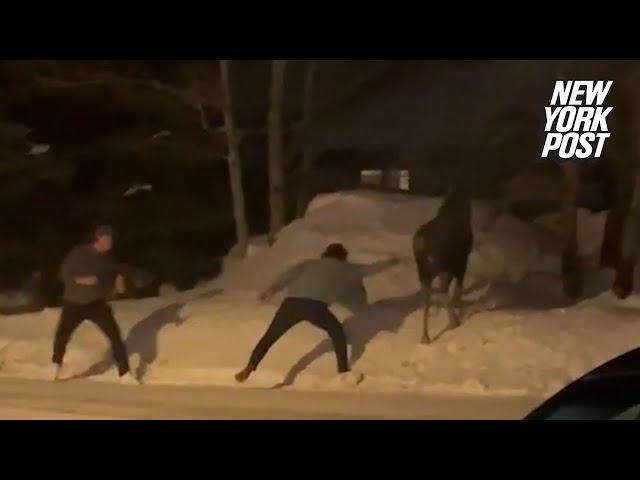 Watch what happens when two men taunt a moose | New York Post