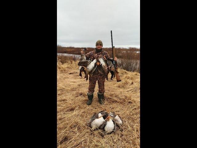 ОХОТА НА ГУСЯ часть 1. Весенняя охота на Севере. Goose Hunting.