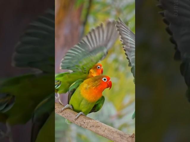 SLO MO Three Agapornis parrots birds flying off a branch.