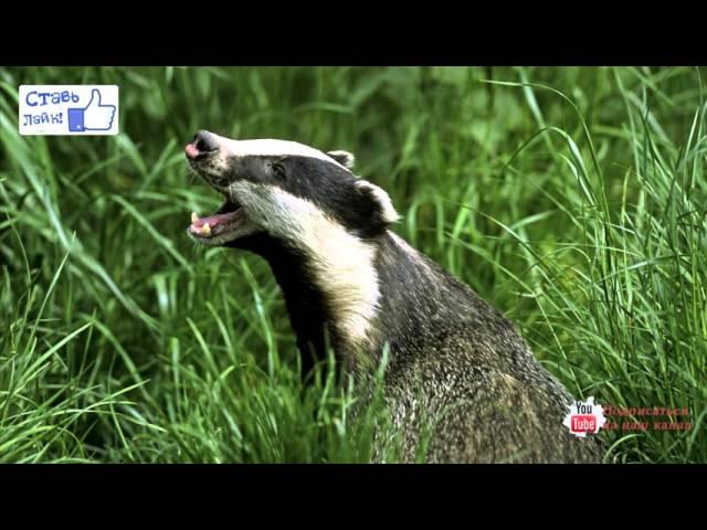 Барсук/Badger
