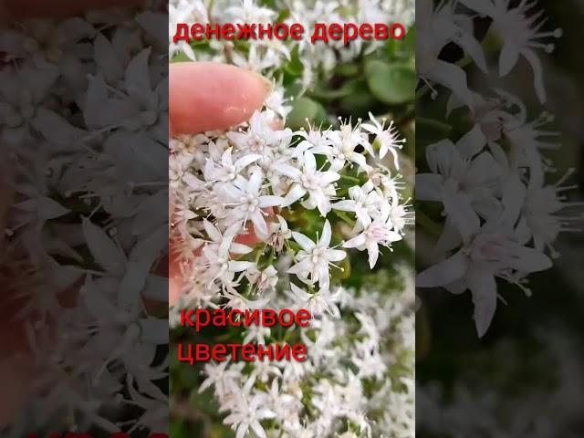 ЧТО ДЕЛАТЬ ЧТОБЫ ДЕНЕЖНОЕ ДЕРЕВО ЗАЦВЕЛО ?