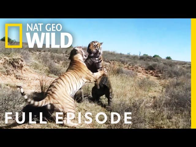 War of the Carnivores (Full Episode) | World's Deadliest