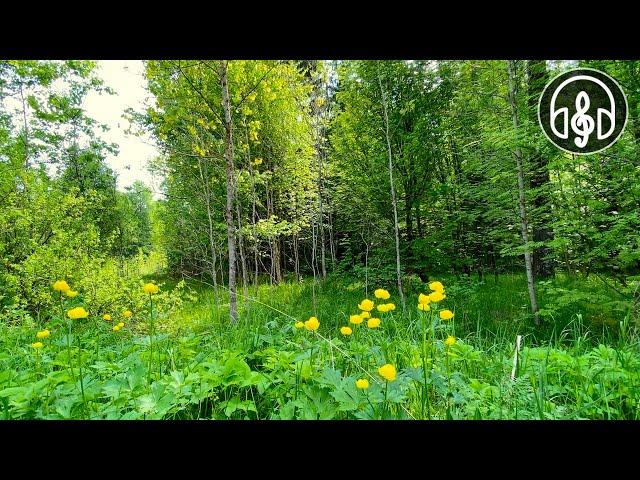 Soothing mixed forest and birdsong. Nightingale, cuckoo, blackbird. 12 Hours of video.