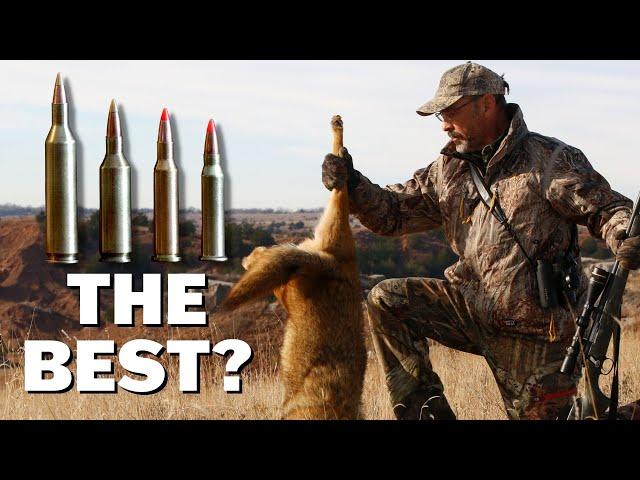 Predator Cartridges and Rifles You NEED To Know