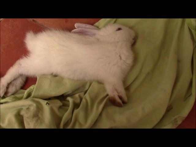 Baby rabbit dies from stroke