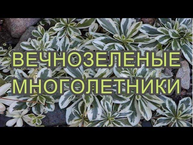 ВЕЧНОЗЕЛЕНЫЕ МНОГОЛЕТНИКИ САДОВЫЕ-ДЕКОРАТИВНЫ ВЕСЬ СЕЗОН!