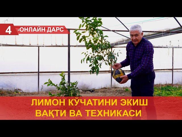 Лимон кўчатини экиш вақти ва техникаси!