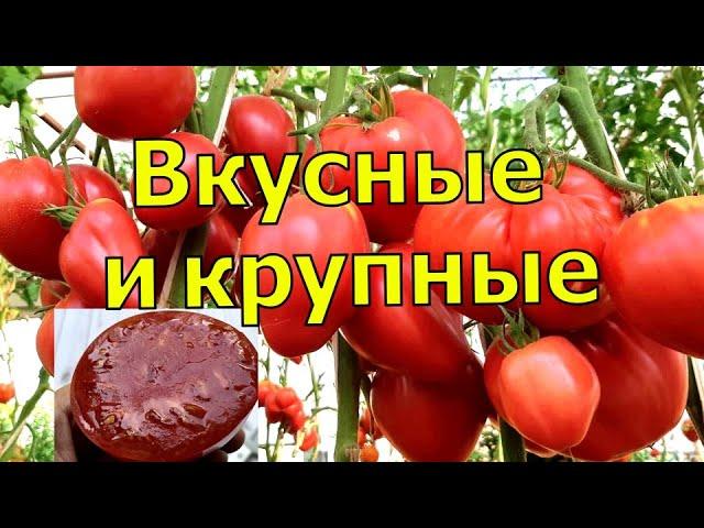 Крупноплодные томаты с хорошим вкусом. Лучшие сорта томатов для теплицы по итогам сезона