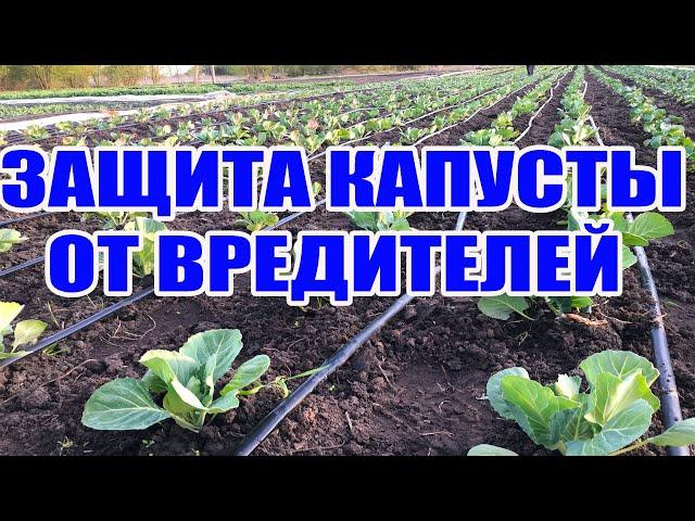 Защита капусты от вредителей ! Вредители капусты и борьба с ними (Крестоцветная блошка и совка )