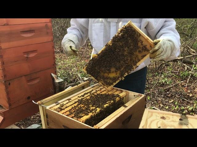 Beekeeping. When to add a honey super.