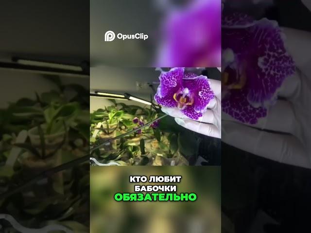 Очаровательная бабочка  Наша коллекция #orchid #plants #цветы  #plantcare #растения