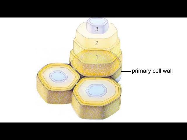 Plant cell walls Animation