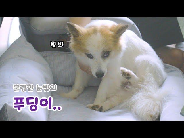 A Dog with a Grumpy Face / Baby Guardian