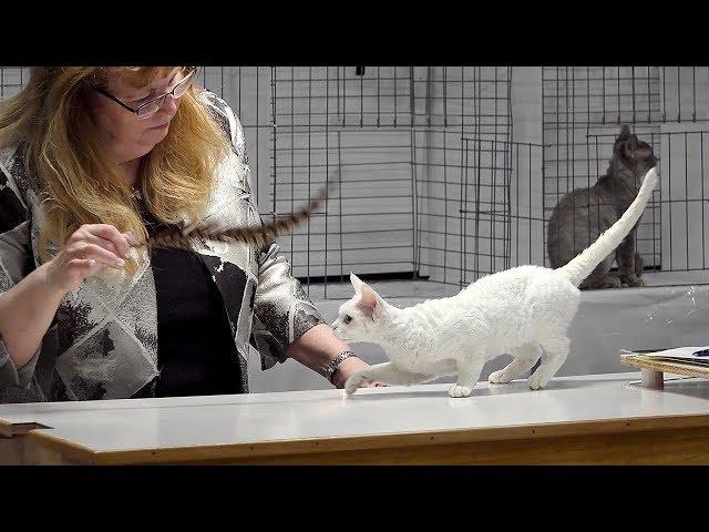 CFA International Cat Show 2017 - Championship Devon Rex.Set 1