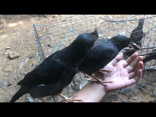 GUSTO KO SILANG AMPUNIN️ NAALALA KO SI TONTON AT TINTIN NOONG MALILIIT PA SILA| BABY MARTINEZ BIRD