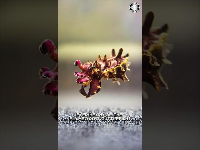 Flamboyant Cuttlefish  Color-Changing Creature!