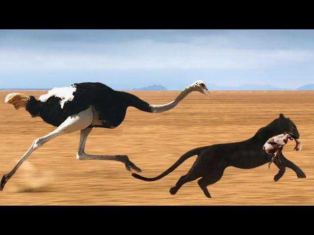 Cheetah Too Fast! Mother Ostrich Running At Full Speed Still Can't Save Baby From Hungry Cheetah