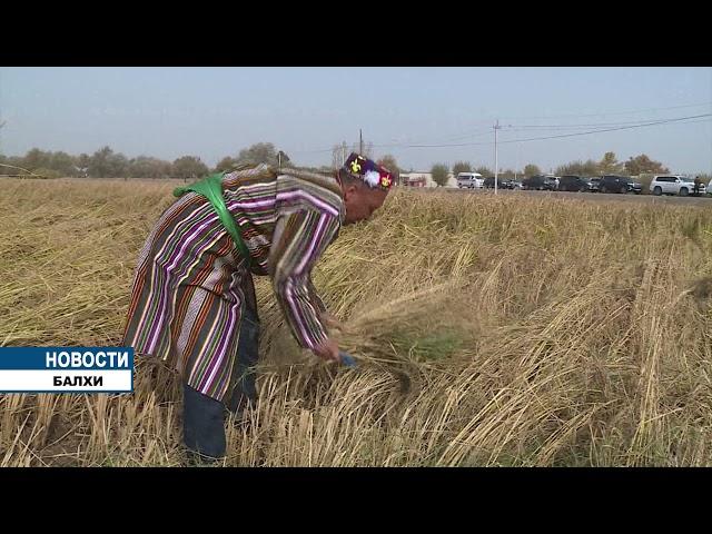 Поездка в район Балхи (начало)