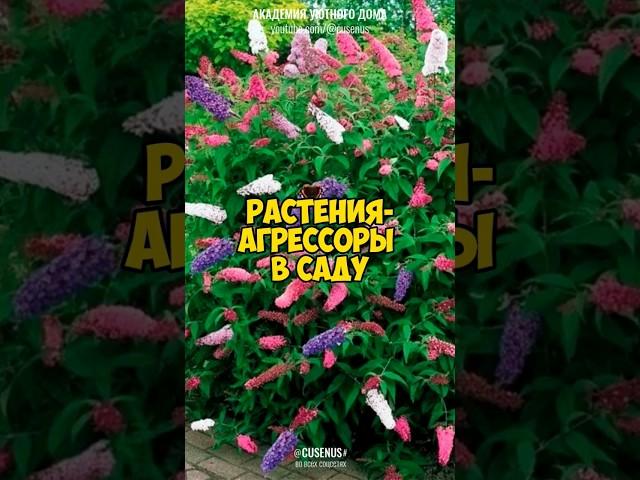 РАСТЕНИЯ-АГРЕССОРЫ В САДУ. Самые опасные красивые растения. #сад #цветы #уют