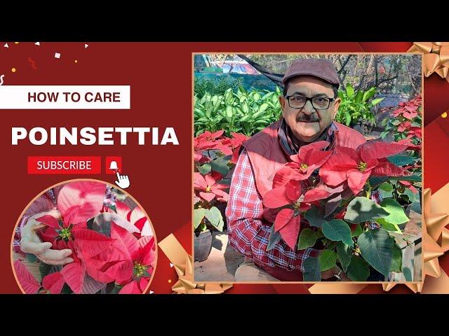 Poinsettia Plant Care - सालभर की खूबसूरती के राज़ I Plants for home garden in India  #poinsettia