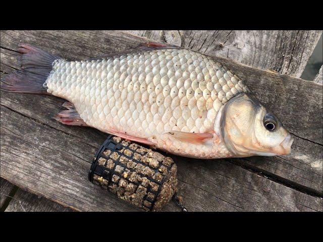 Catching crucian inline | fishing for crucian carp | feeder fishing 2020