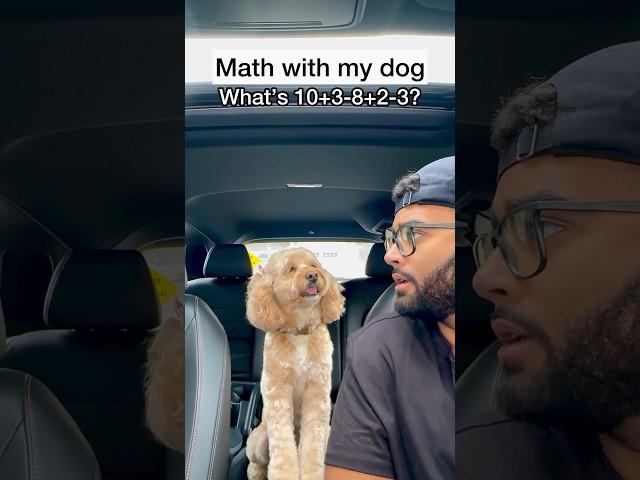 Mini Cockapoo Has to Think Hard About This Math Question 