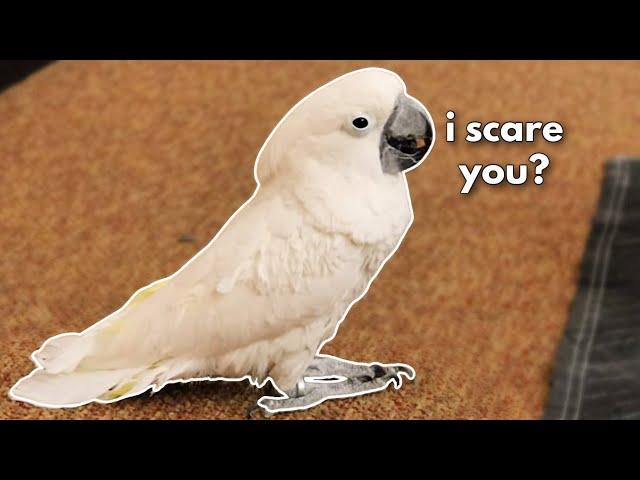 NOT ANOTHER UMBRELLA COCKATOO 