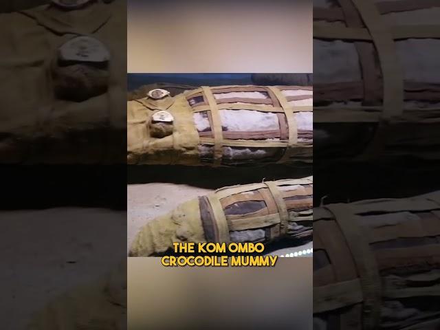 Kom Ombo's Crocodile Mummy