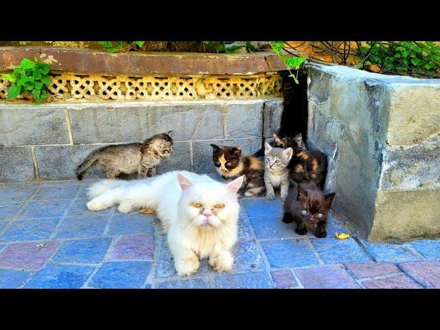Mom Cat Was Thrown Out With Her Kittens like Garbage
