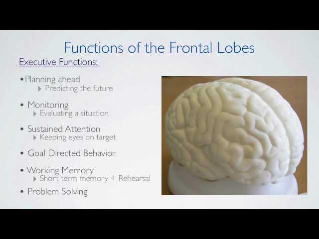 Frontal Lobes Functions