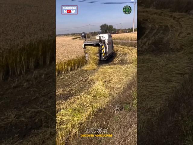 Amazing Mini Rice Harvesting Machine | Combine Paddy Harvester Machine