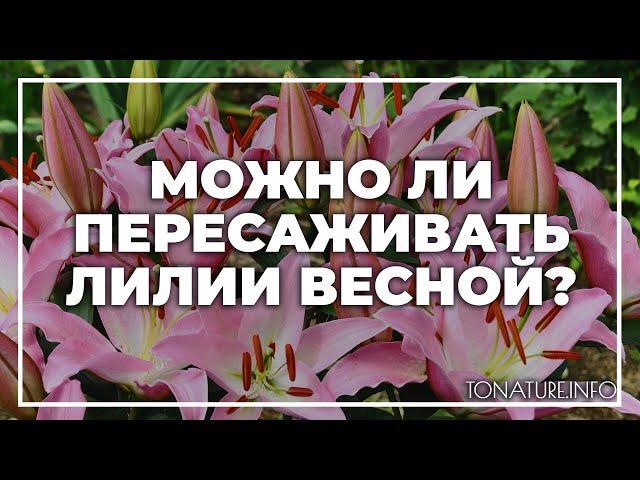 Можно ли пересаживать лилии весной? | toNature.Info