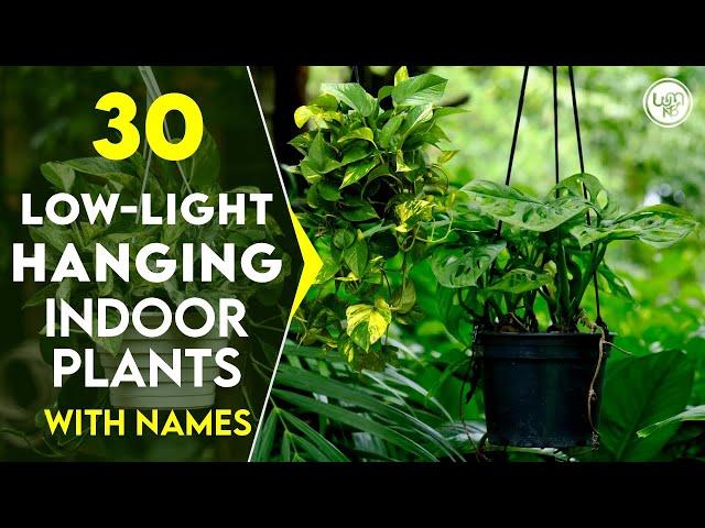 30 Best Low Light Hanging Plants for Indoor | Best Hanging Indoor Plants That Grow in Low Light