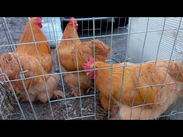 #Chickens Fair Ярмарка. Куры. ЗОО рынок. Кропоткин 25.12.2022.