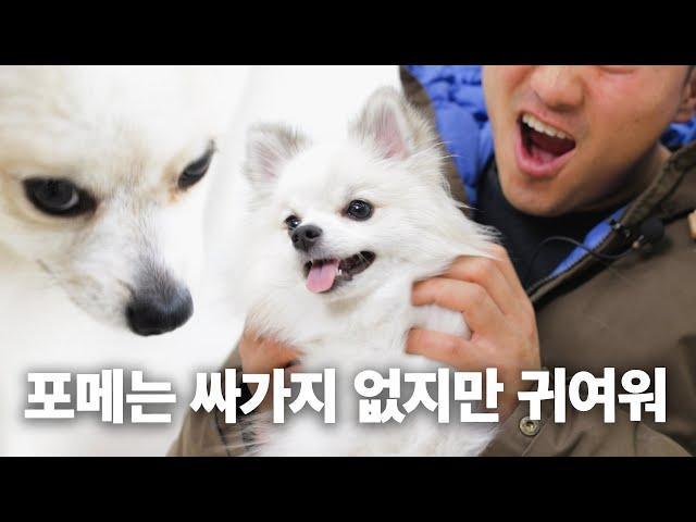 Pomeranians are rude but we're letting it go since they're cute  |  Dog Encyclopedia Pomeranian Ep