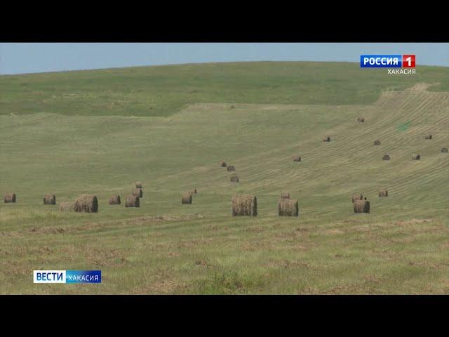 В Хакасии в разгаре сенокос. В этом сезоне трава хорошая говорят аграрии